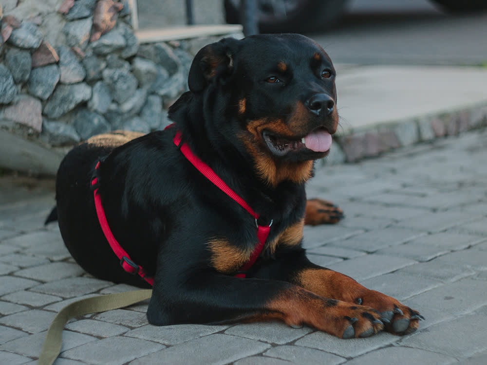 The Spay Timing Question That Splits Rottweiler Owners (and Vets)