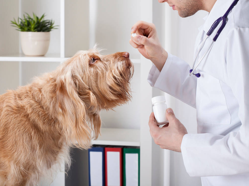 Your Regular Vet Can Legally Do Almost Anything to Your Dog. Sometimes They Shouldn't.
