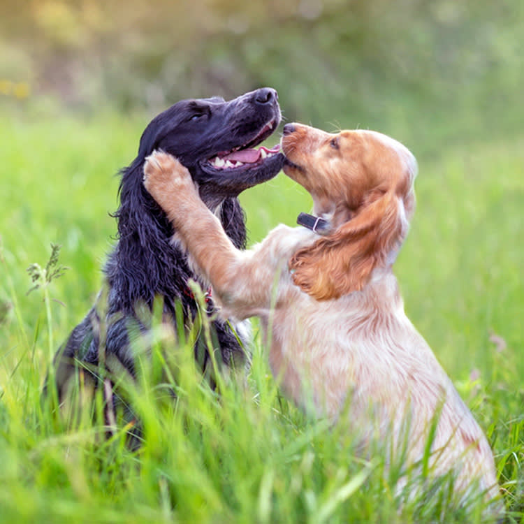 That Paw on Another Dog Is a Whole Sentence. Learn to Read It.
