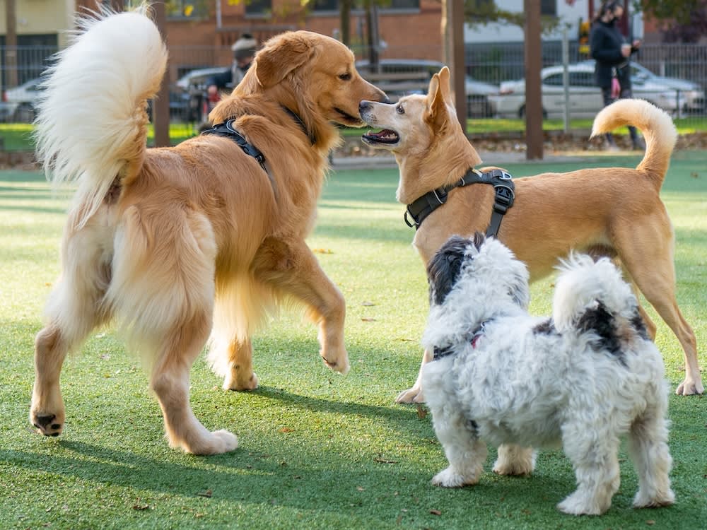 The Dog Park Isn't for Every Dog. 9 Signs Yours Would Rather Be Anywhere Else.