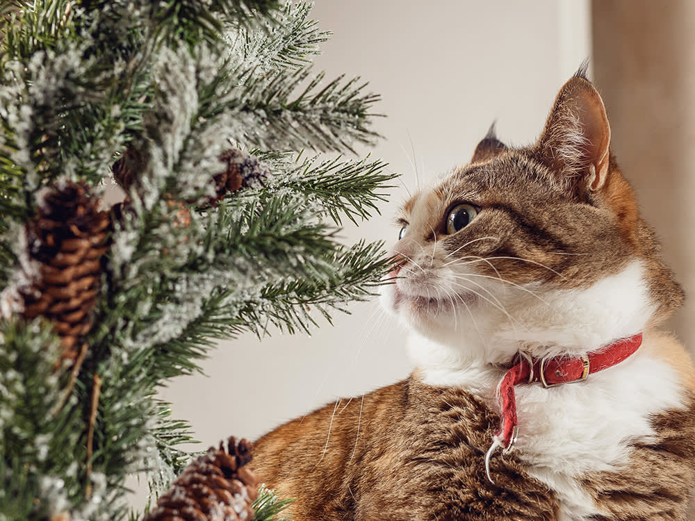 The 'Cactus' That's Safer for Your Cat Than a Christmas Tree