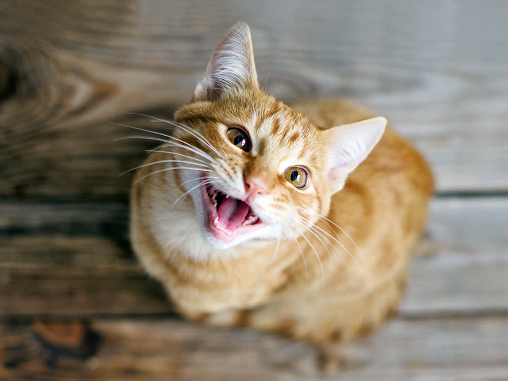 Your Cat's Meow Isn't Their Voice. It's a Tool They Built for You.