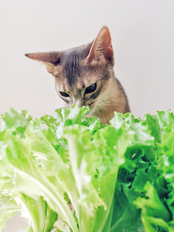 Your Cat Wants Your Salad. Here's What Lettuce Actually Does.