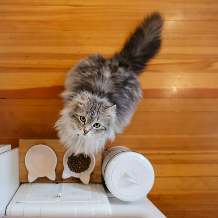 Your Cat Flunks the One Test Almost Every Other Animal Passes