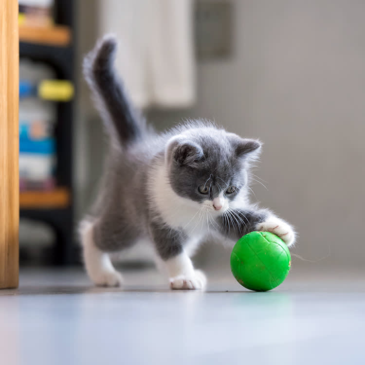 Your Cat's Paws Feel Everything. That's Why the Tin Foil Trick Fails.