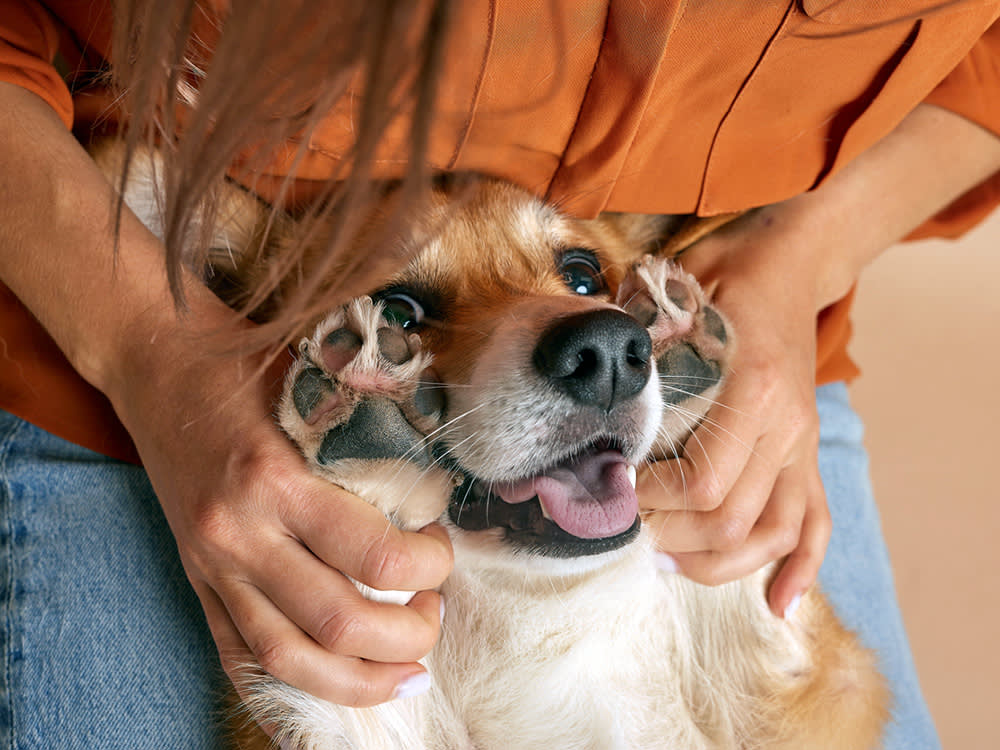 Your Dog's Paws Smell Like Fritos. Here's the Bug Behind It.