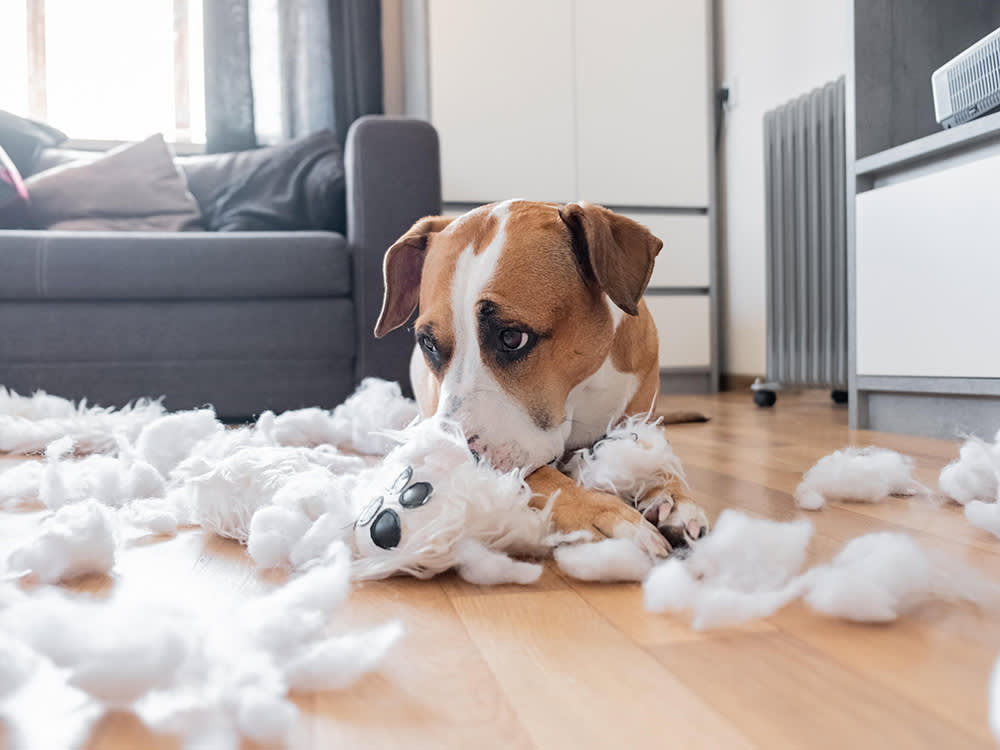 Your Dog Eating Socks and Rocks Isn't a Quirk. It's a Symptom.