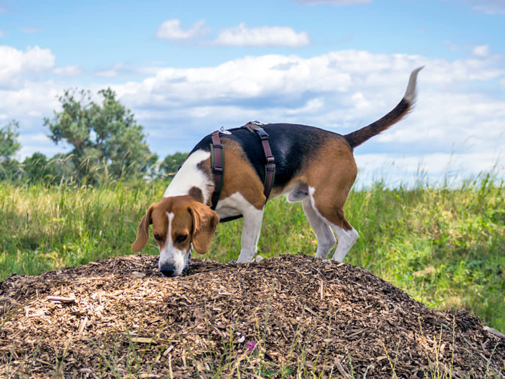 Your Dog Poops on Hills for a Reason (and It Isn't the View)