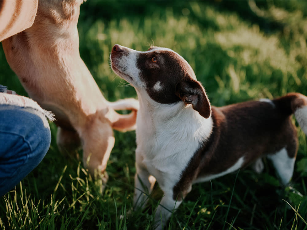Your Dog Reads You Better Than a Chimp Can. That's Not an Accident.