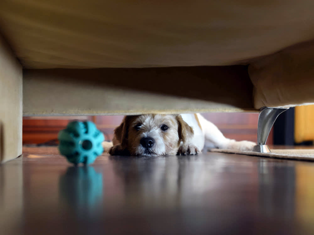 Your Dog Buries the Ball Under the Couch to Watch You Suffer. Kind Of.