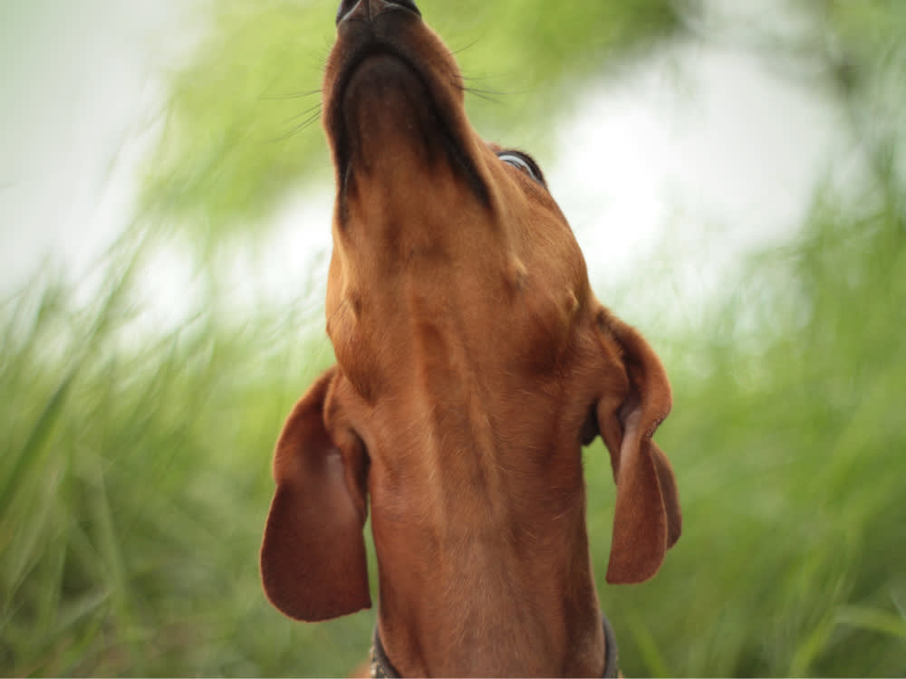 Your Dog Isn't Being Rude. They're Reading a Stranger's ID.