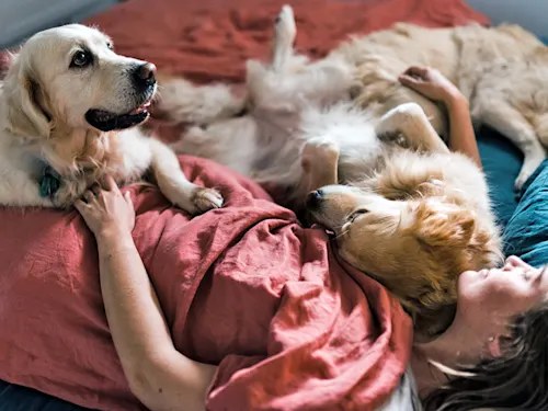 Your Dog Isn't Being Dominant. You Trained It to Steal the Bed.