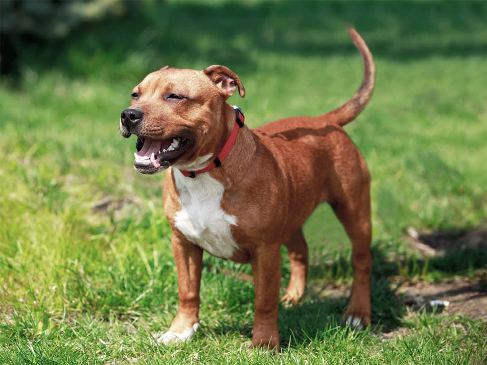We May Have Taught Dogs to Wag, Because Humans Can't Resist a Beat