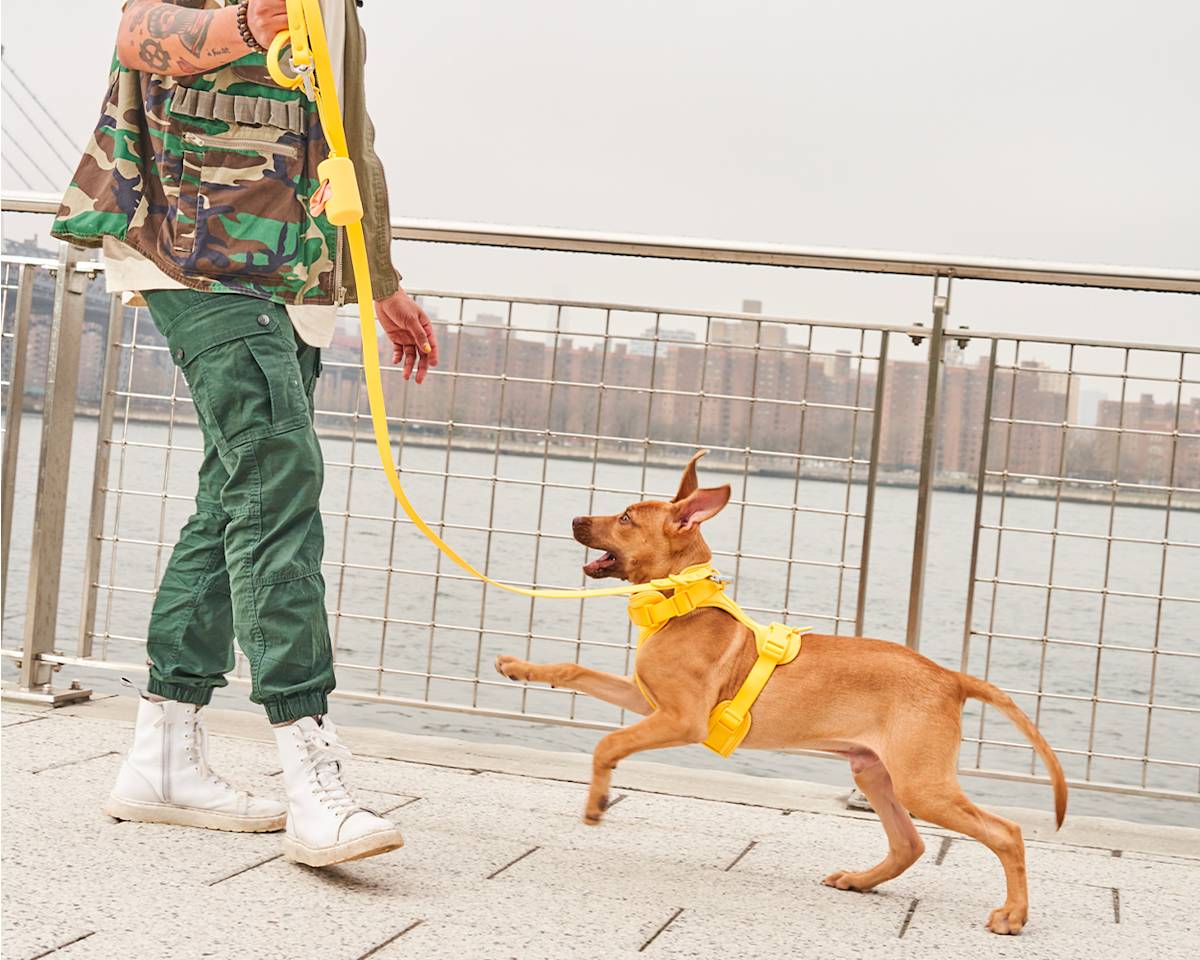 Why Every Cool Dog's Leash Suddenly Looks the Same