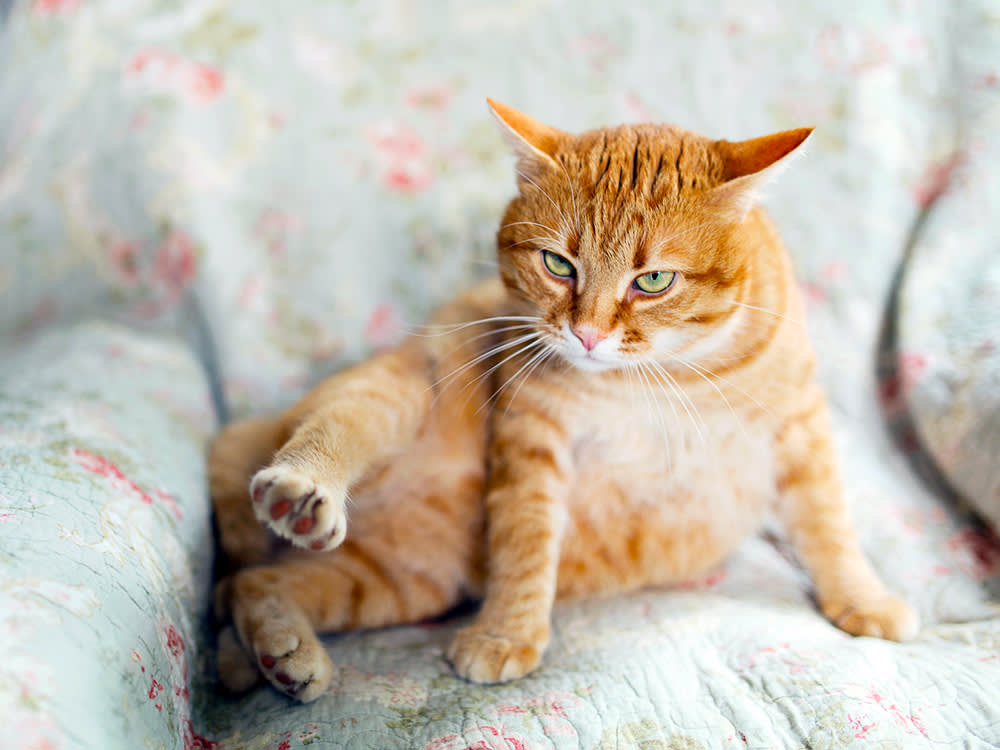 Blood From Your Cat's Rear: Wait-and-See, or Drive Now?