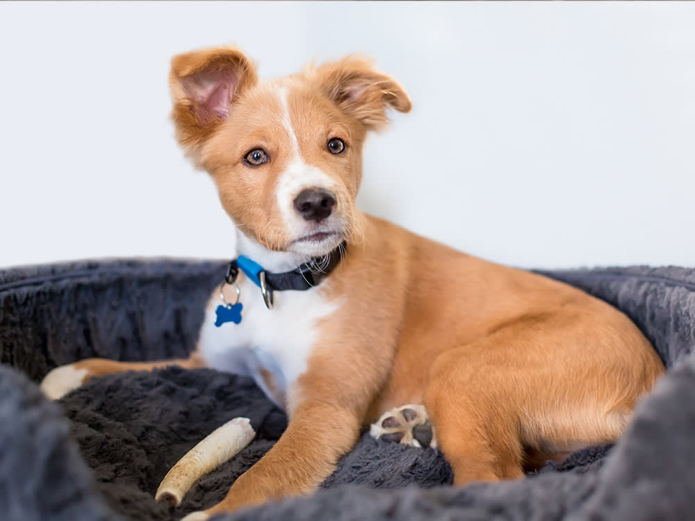 Nobody Designed Your Mutt. That's Their Superpower.