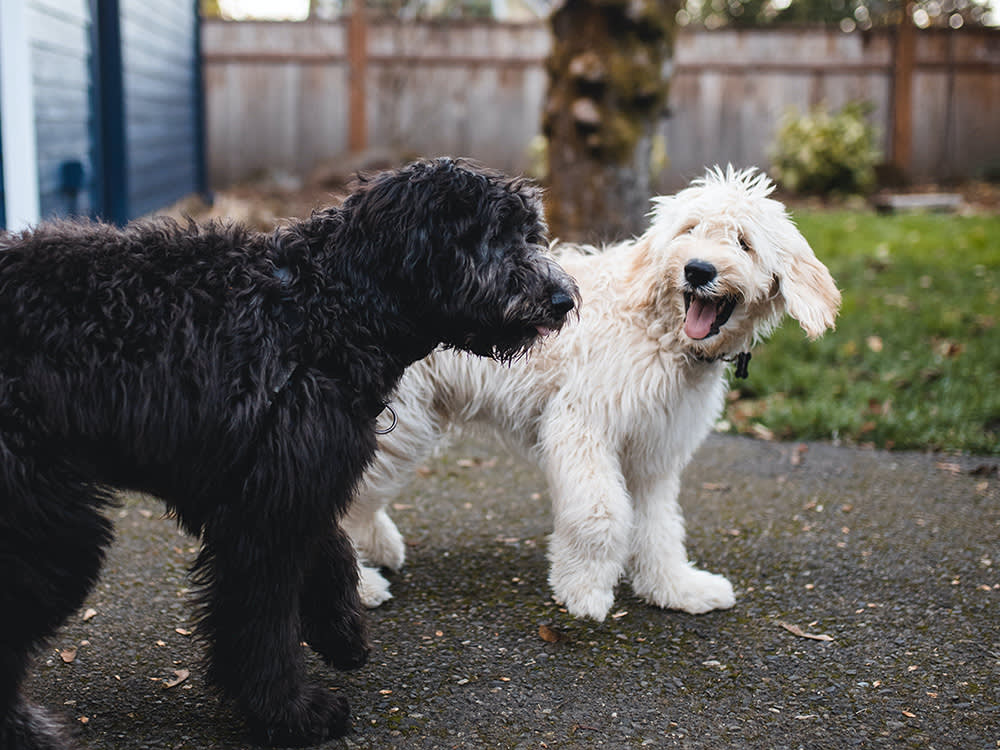 Your Two Dogs Used to Be Best Friends. Here's Why That Cracked, and Why It Won't Just Pass.