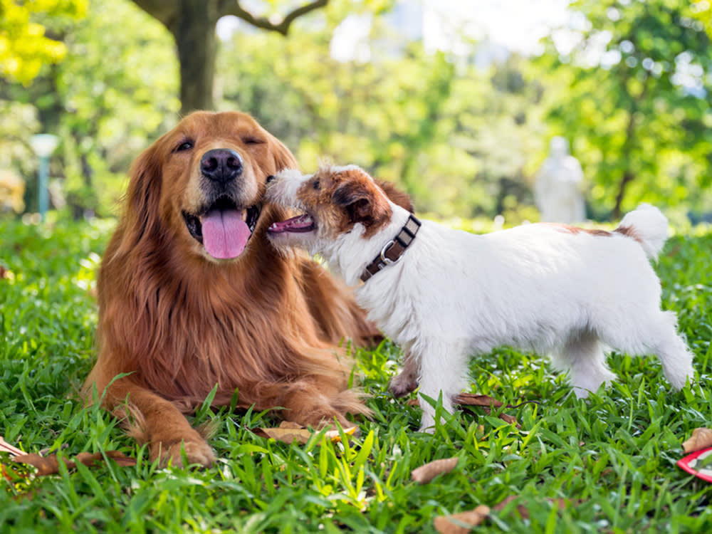 Your Little Dog Isn't Starstruck by Big Dogs. They Feel Safer.
