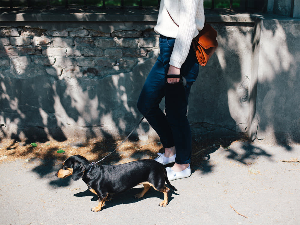 Your Little Dog Isn't Peeing More Because of a Tiny Bladder. It's a Bluff.