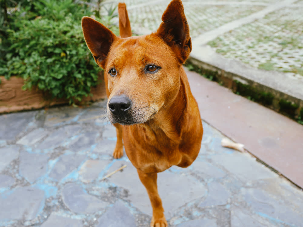 Four Reasons Dogs Get Overlooked, and Why None Should Stop You