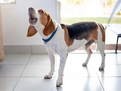 That Repeated Bark Isn't Random. Your Dog Is Saying One Specific Thing.