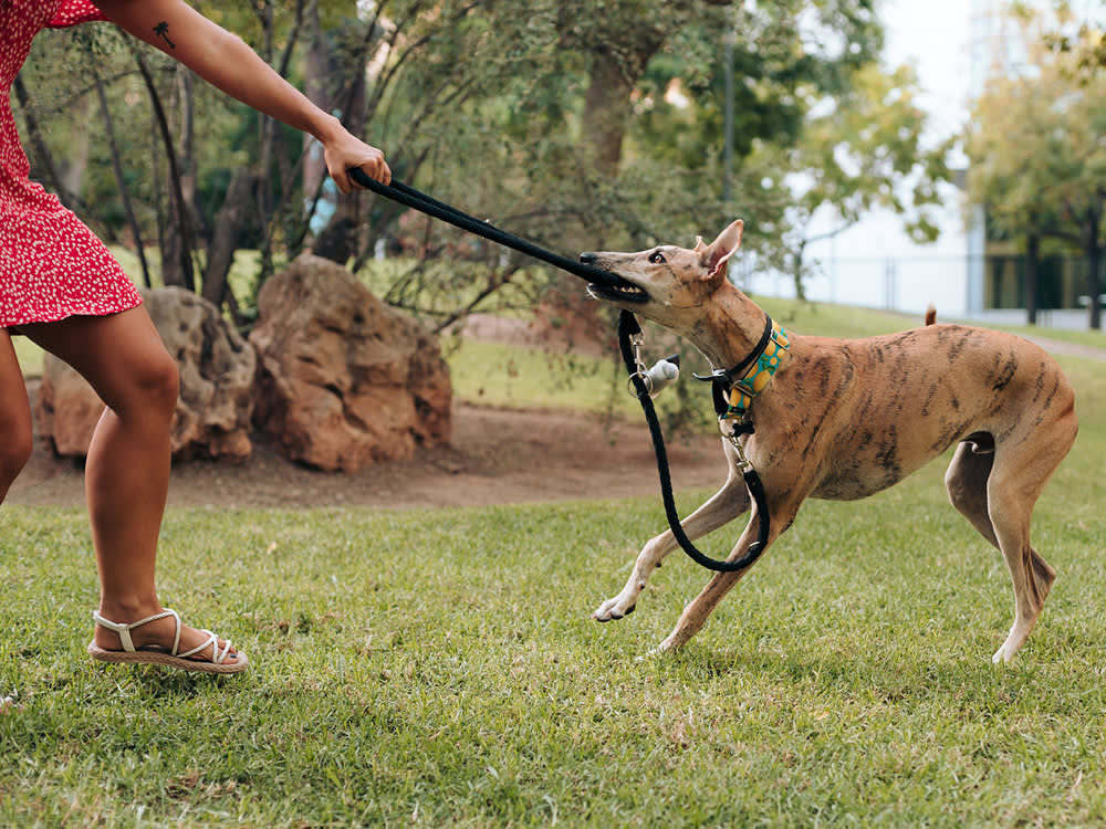 Your Dog Isn't Being Bad. Leash-Biting Is Excitement With Nowhere to Go.