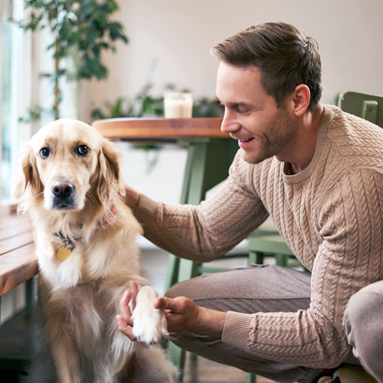 Your Dog Isn't Being Dramatic About Their Paws