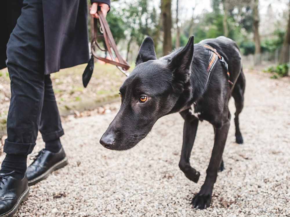 Your 'Stubborn' Dog Is Actually Terrified. Here's What to Do.