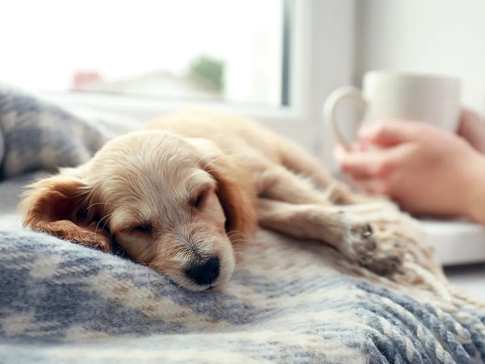 Your Dog Isn't Getting Lazy in Winter. Their Body Chemistry Shifted.