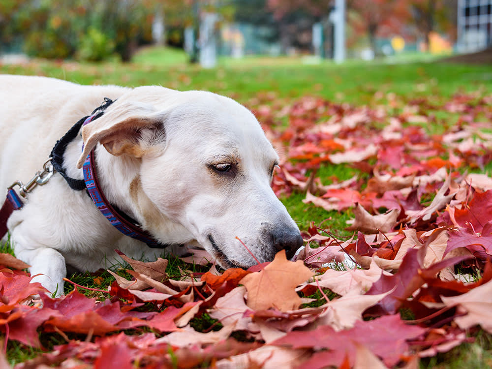With Wild Mushrooms, the Dangerous Part Is When Your Dog Looks Fine Again