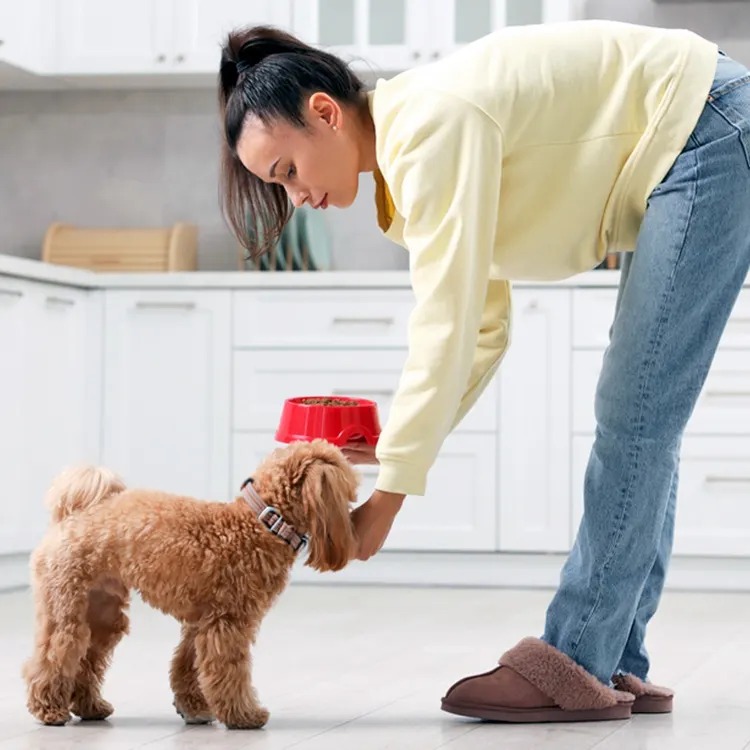 Your Vet Prescribed a $140 Bag of Food. Will Insurance Touch It?