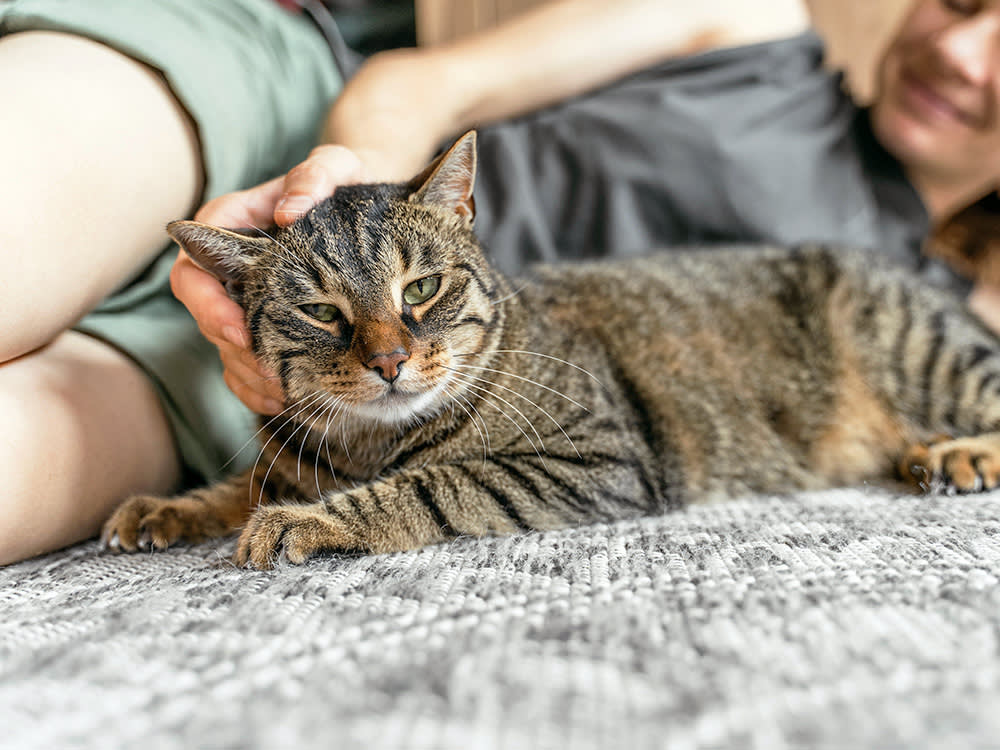 Why You Keep Zapping Your Pet All Winter (and How to Stop)