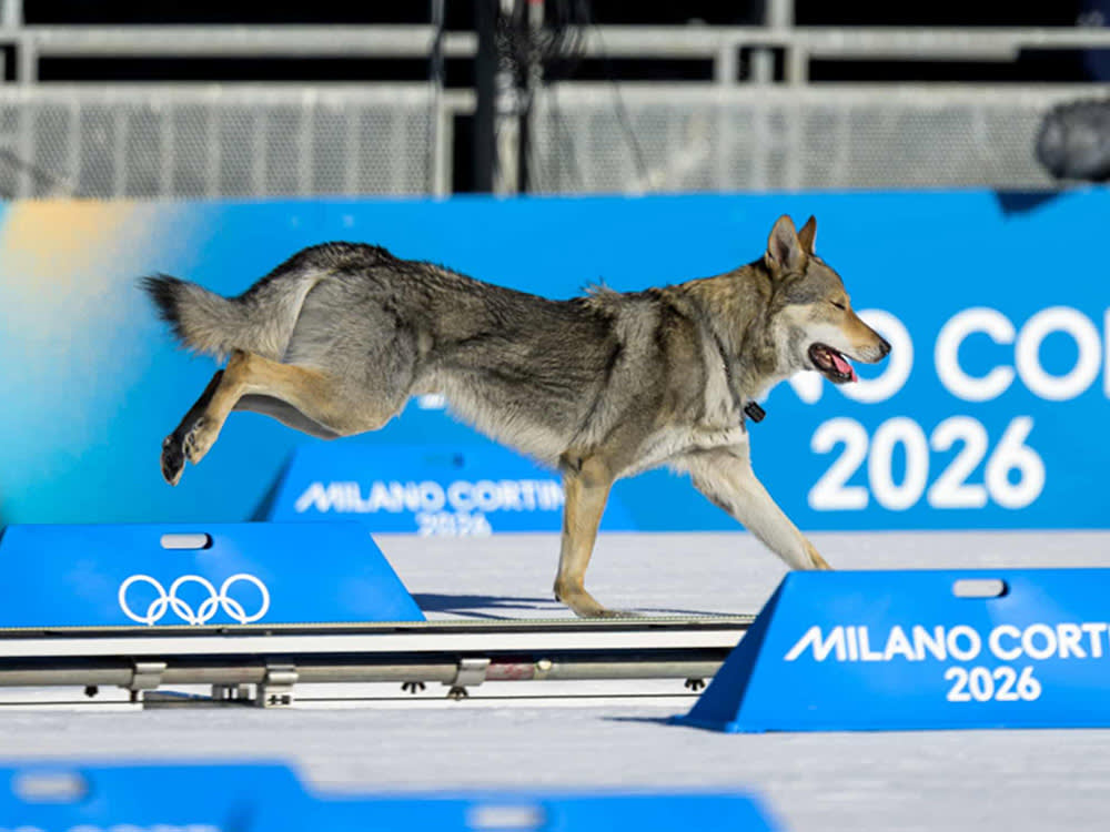 A Runaway Wolfdog Crashed the Olympics and Beat the Skiers to the Line