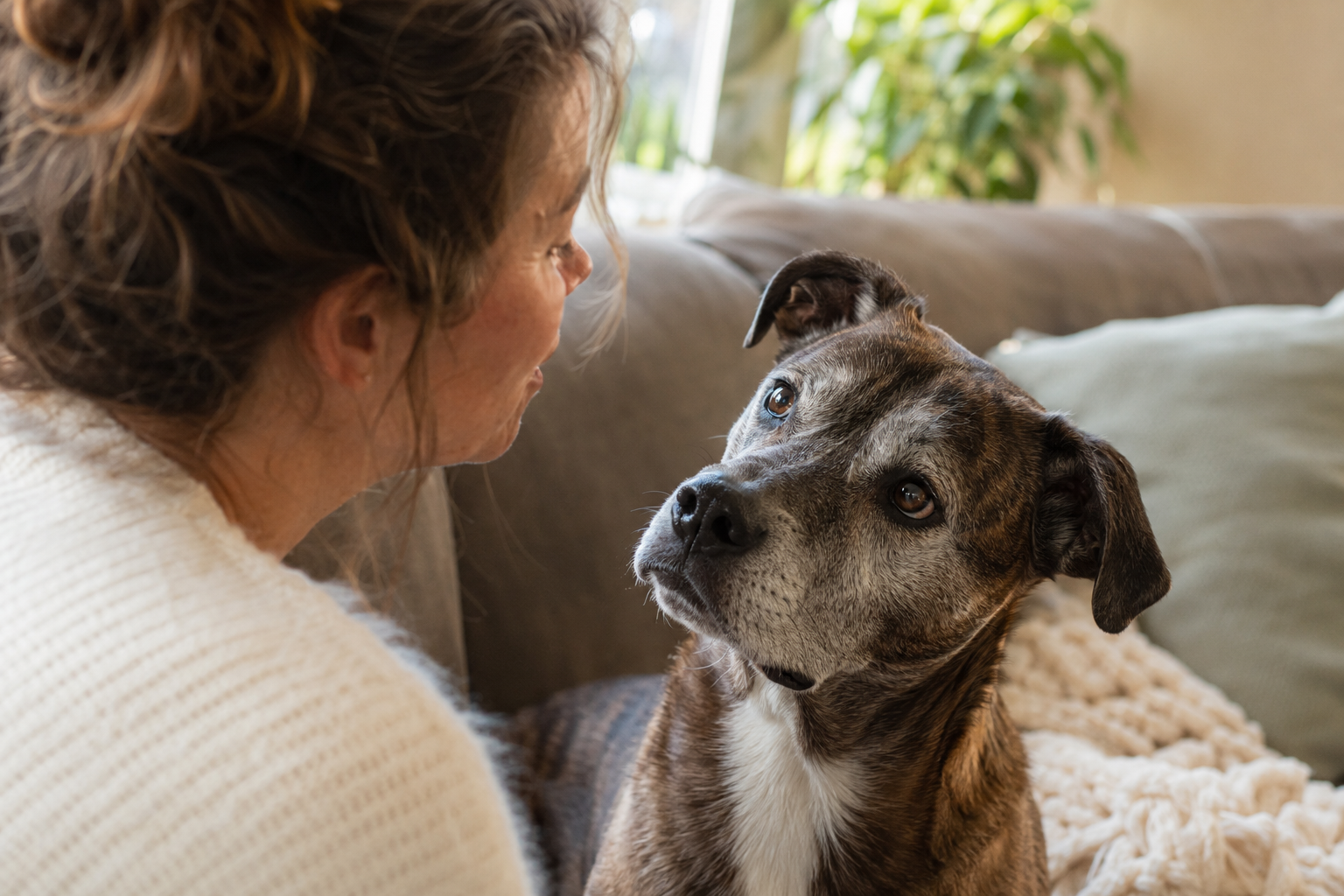 Your Dog Isn't Ignoring You. You're Talking Too Fast.