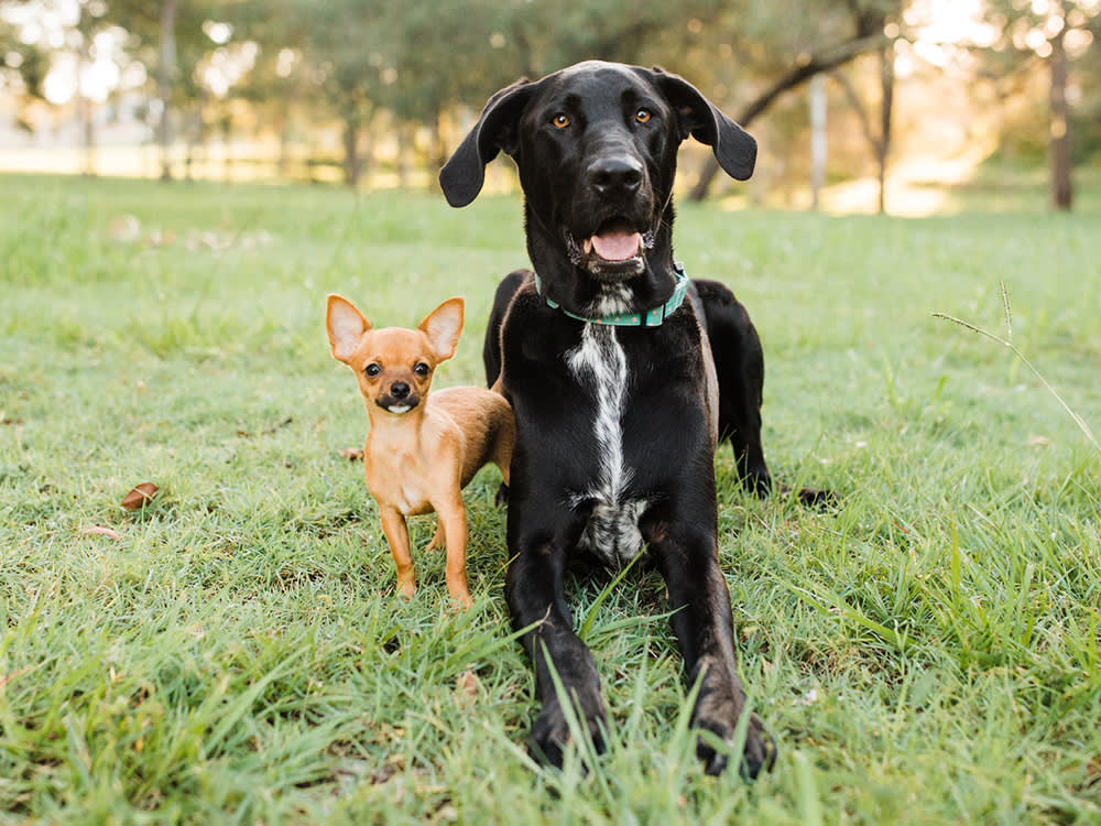 Is Your Puppy Growing Too Fast? The Window Is Smaller Than You Think