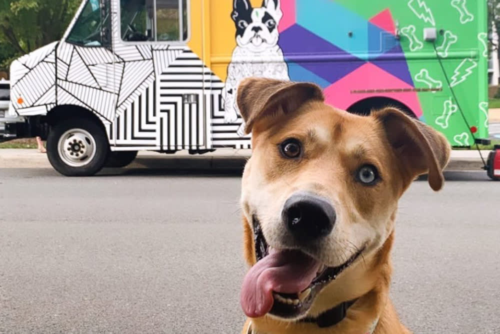 A Food Truck for Dogs Sounds Like a Gimmick. The Argument Behind It Isn't.