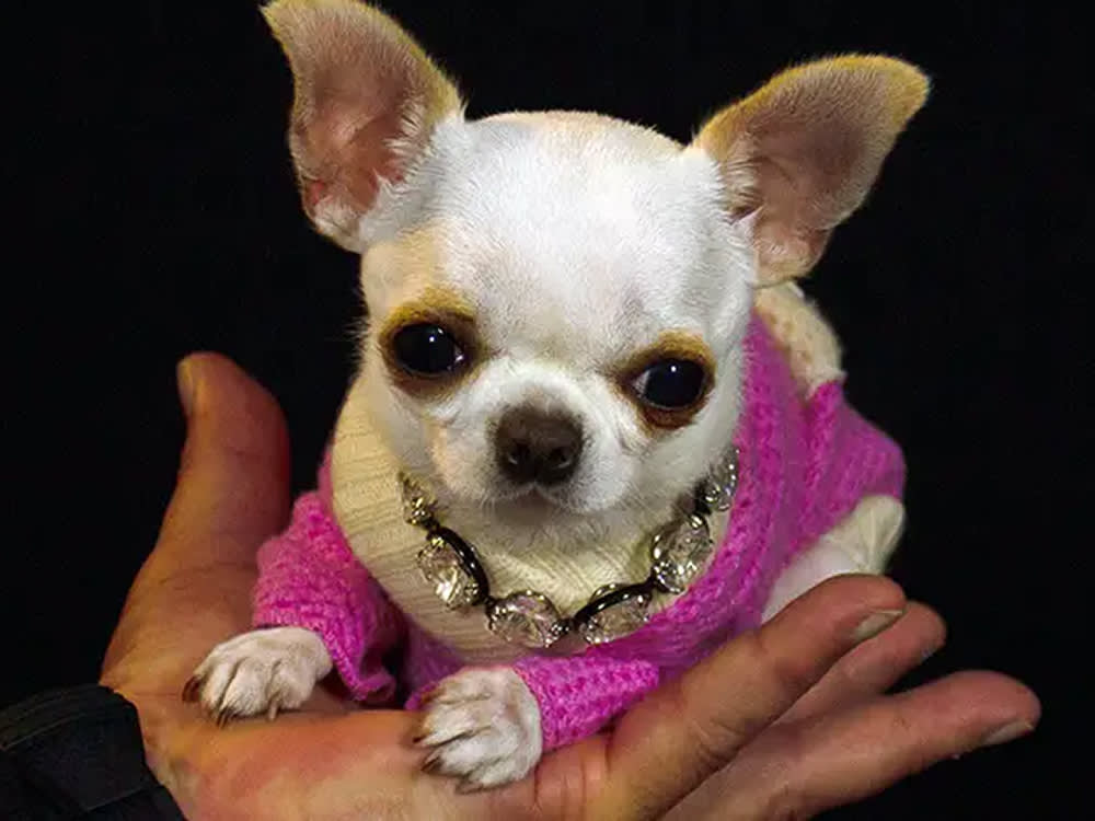 The World's Shortest Dog Is 3.59 Inches Tall. That's Not the Cute Part of the Story.
