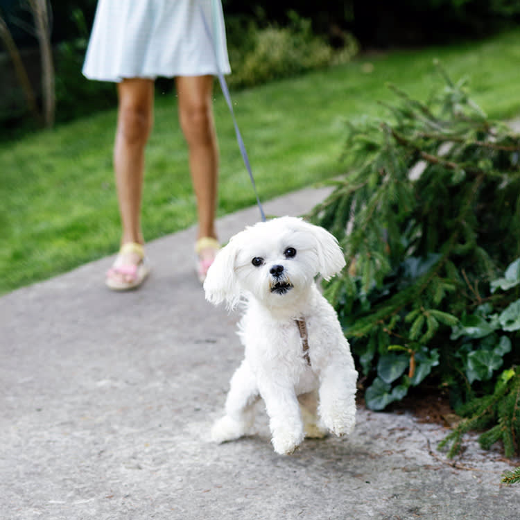 That 'Would Your Dog Recognize You' Trend Isn't a Love Test. It's a Vision Lesson