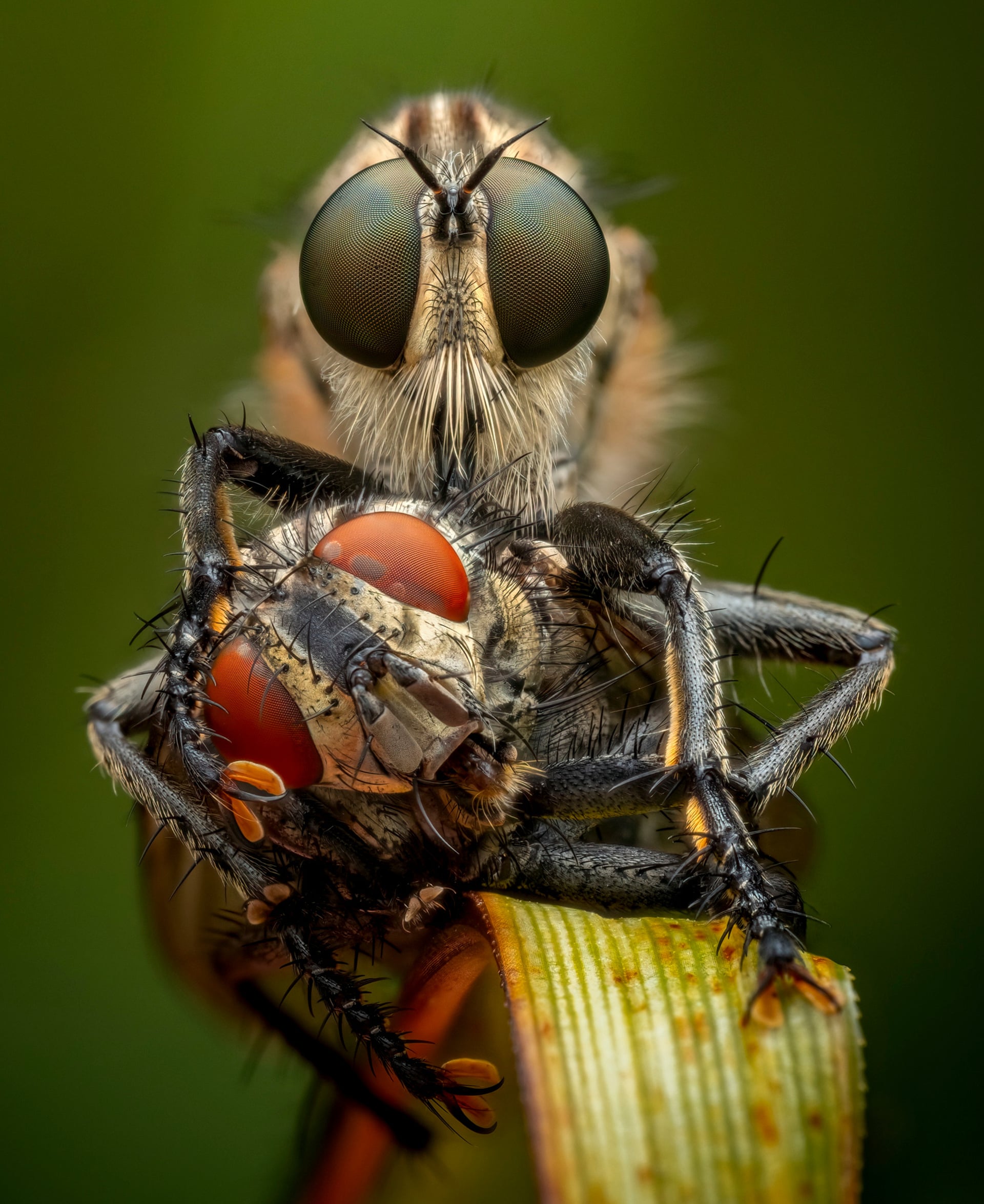 A close-up of a robber fly with large eyes feeding on a flesh fly, perched on a plant stem against a green background.