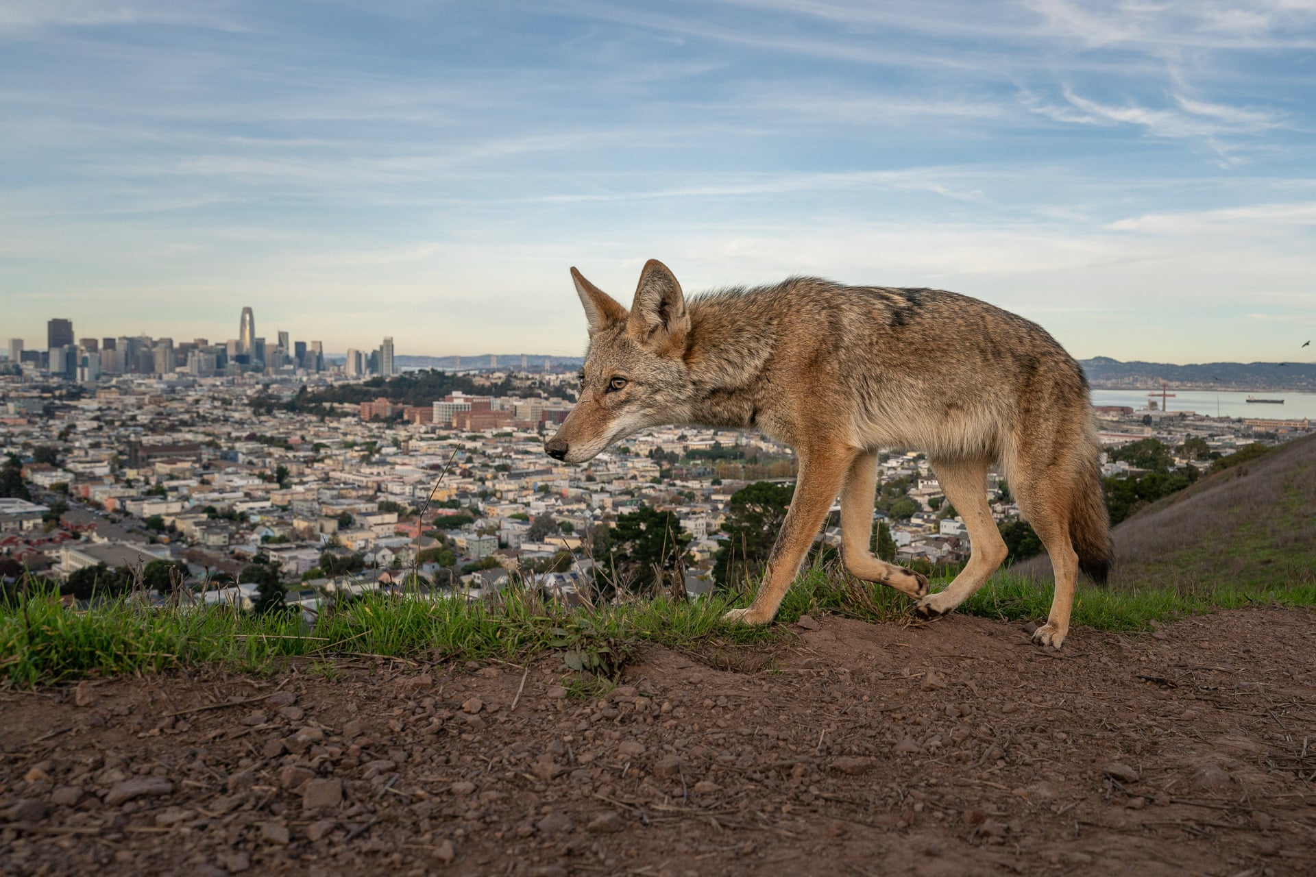 A coyote walking along a high ridge trail with the San Francisco skyline in the distance below.