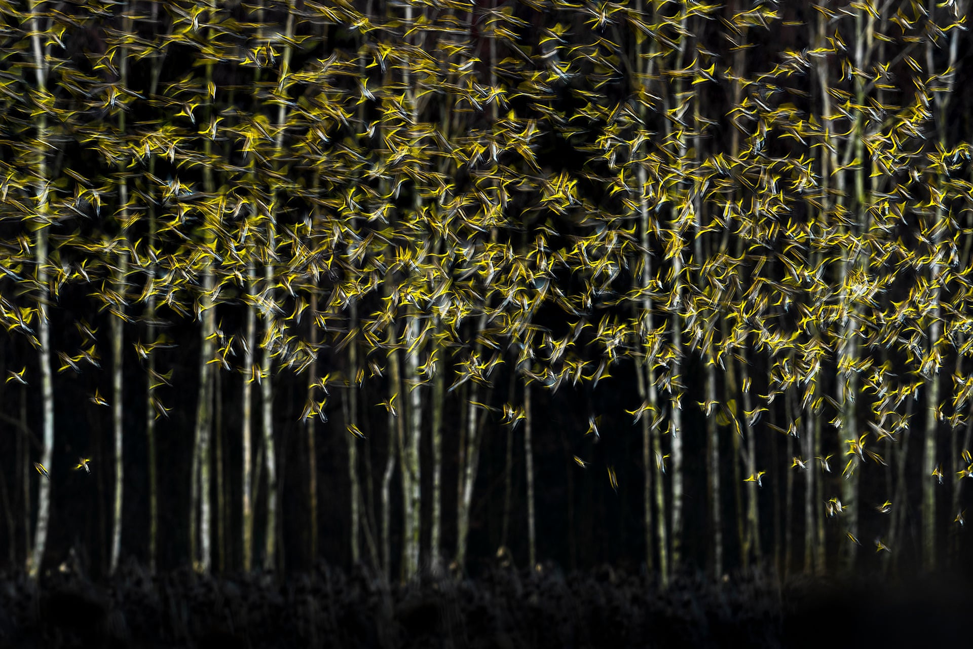 A mixed flock of goldfinches and bramblings taking flight among tall dark stems, in a painterly yellow and black scene.