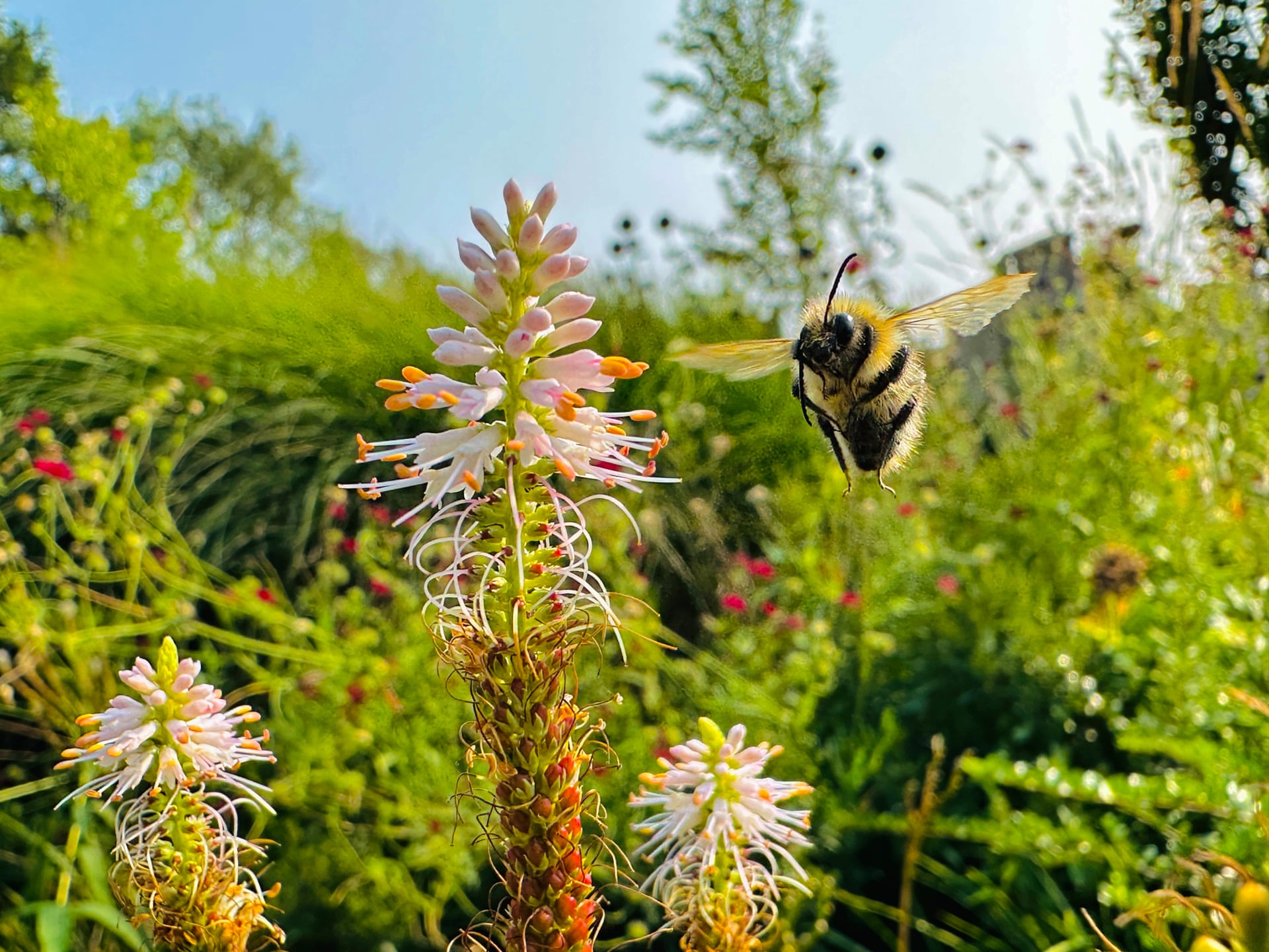 A bumblebee suspended in mid-air as it flies toward a pink flower spike in a green garden.