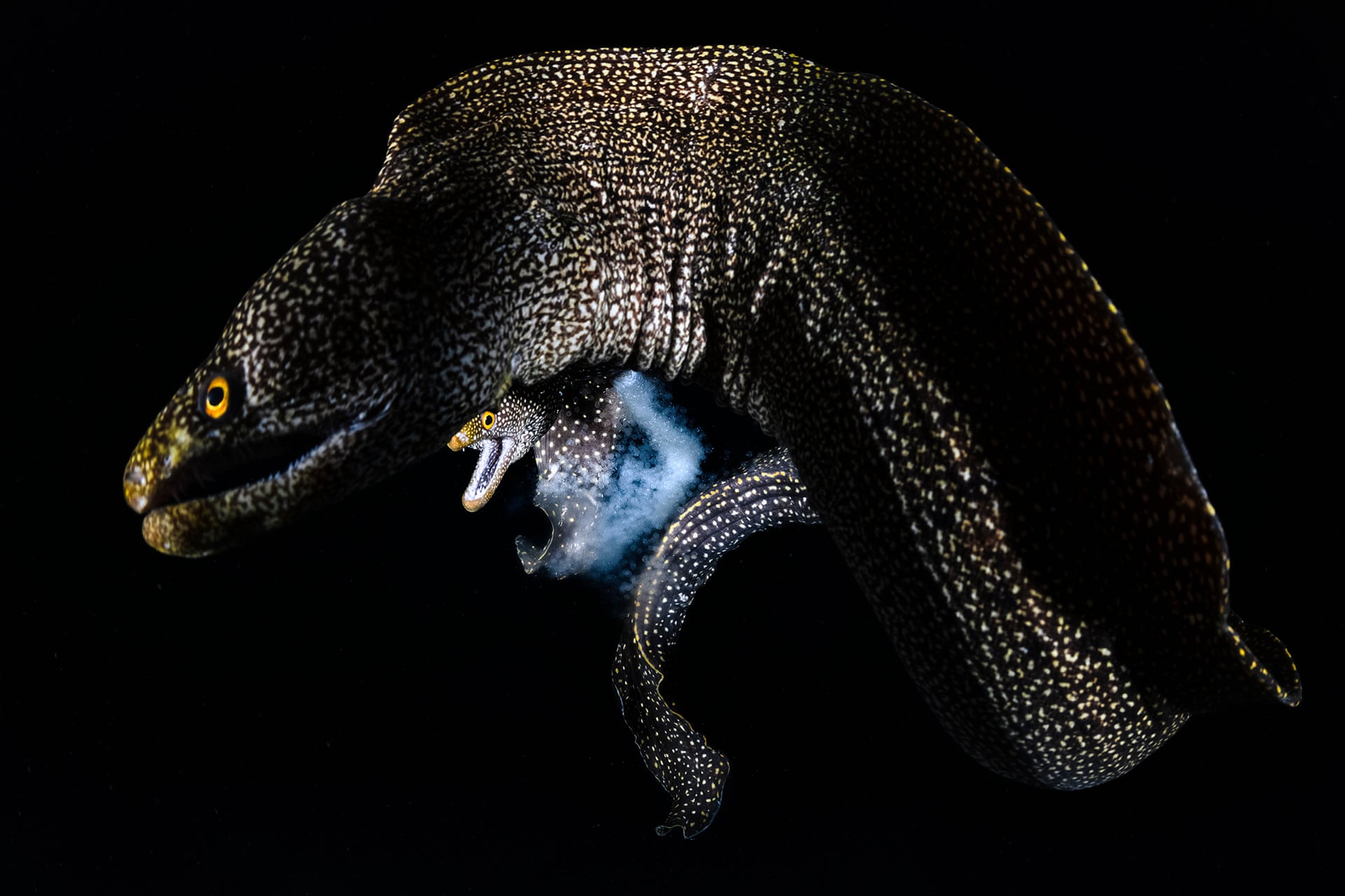 Two speckled Abbott's moray eels face each other during spawning against a black background, one releasing a cloudy stream.