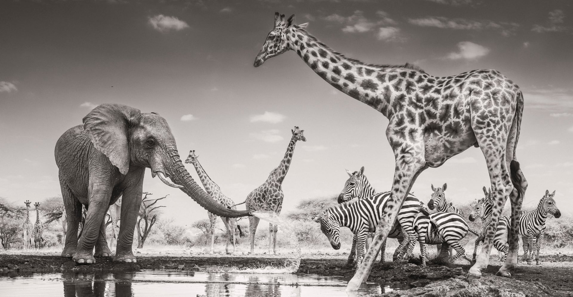 A black-and-white photograph of an elephant spraying water at zebras at a waterhole, with giraffes standing around.
