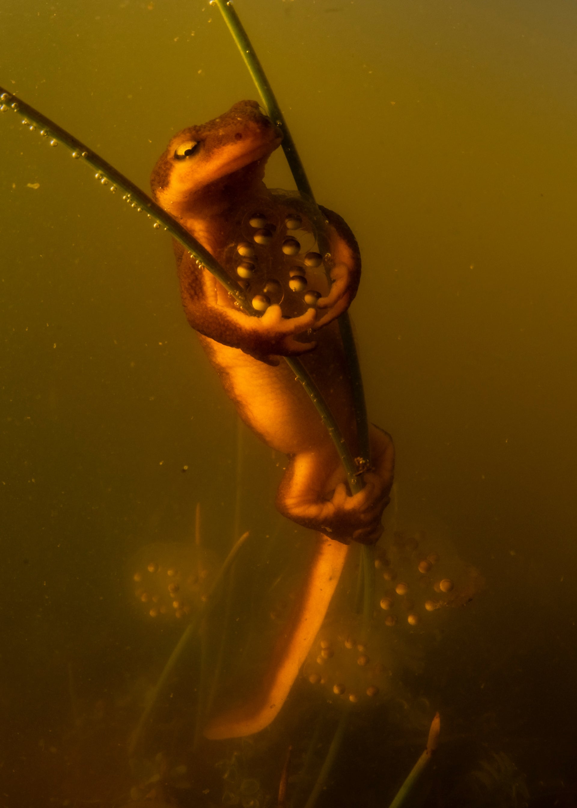 A California newt clasping aquatic vegetation, appearing to hug a clutch of eggs in amber-colored water.