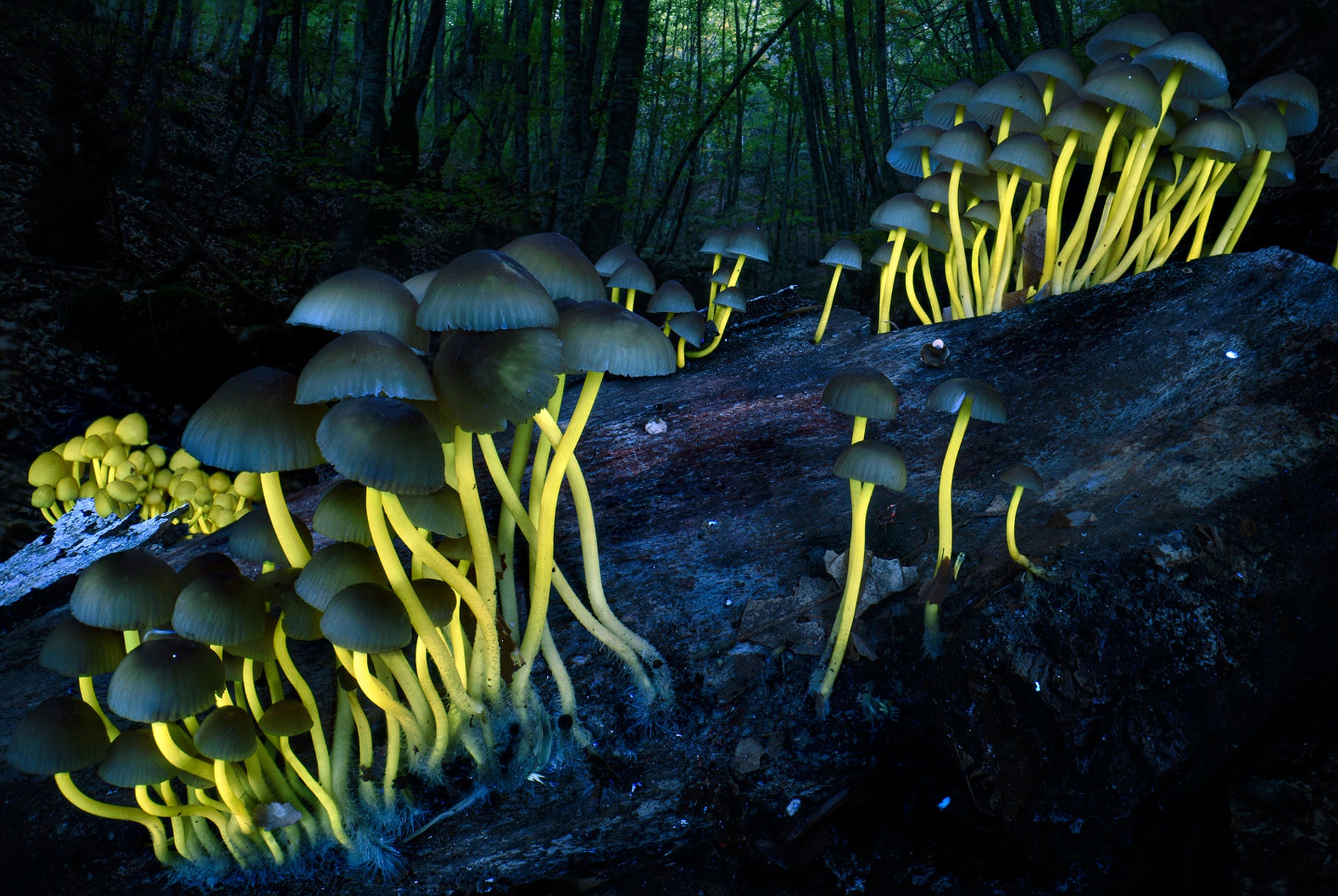 Mushrooms growing on a log in a dark forest, with glowing yellow stems.