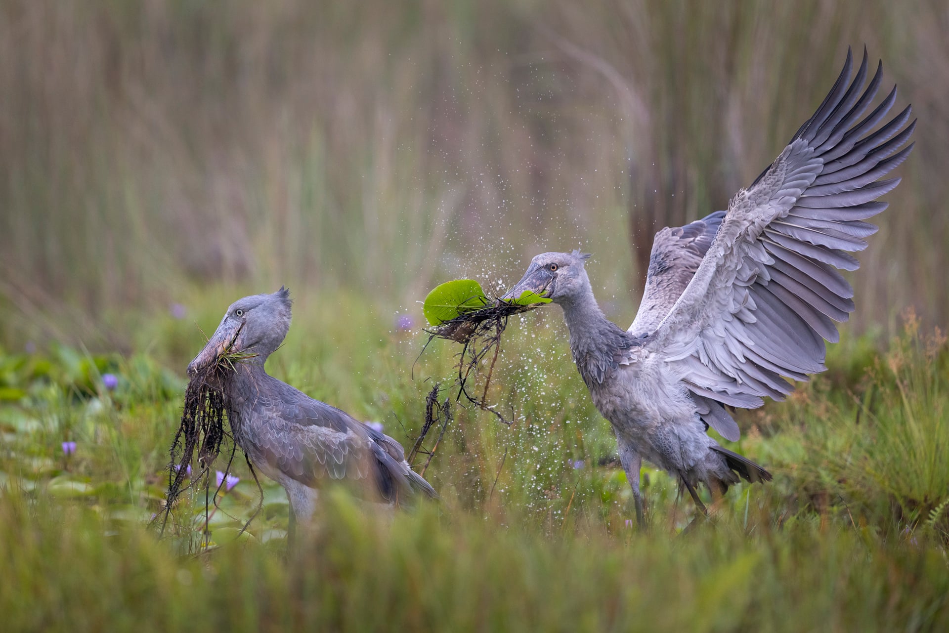 Two shoebill storks with their beaks full of vegetation, one with its wings outstretched, in a green swamp.