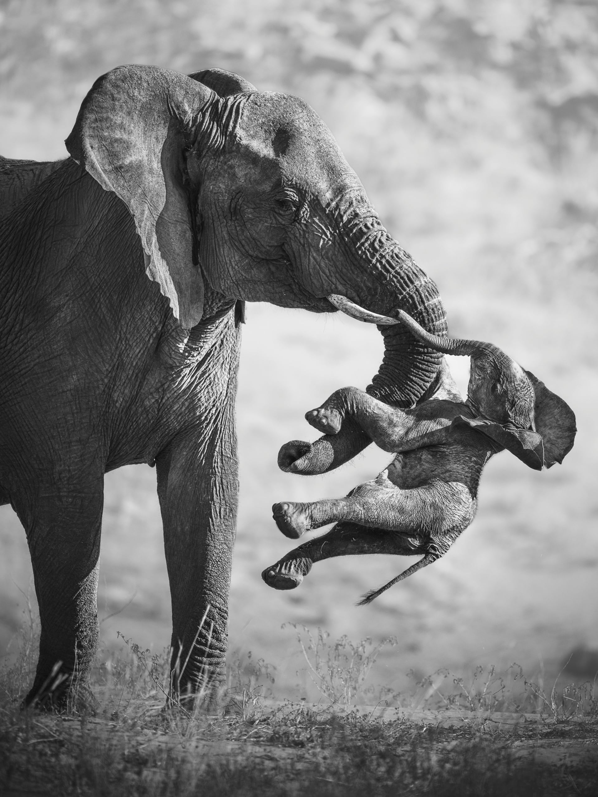The Best Wildlife Photo of 2026 Is Hard to Look At. Here's Why It Won