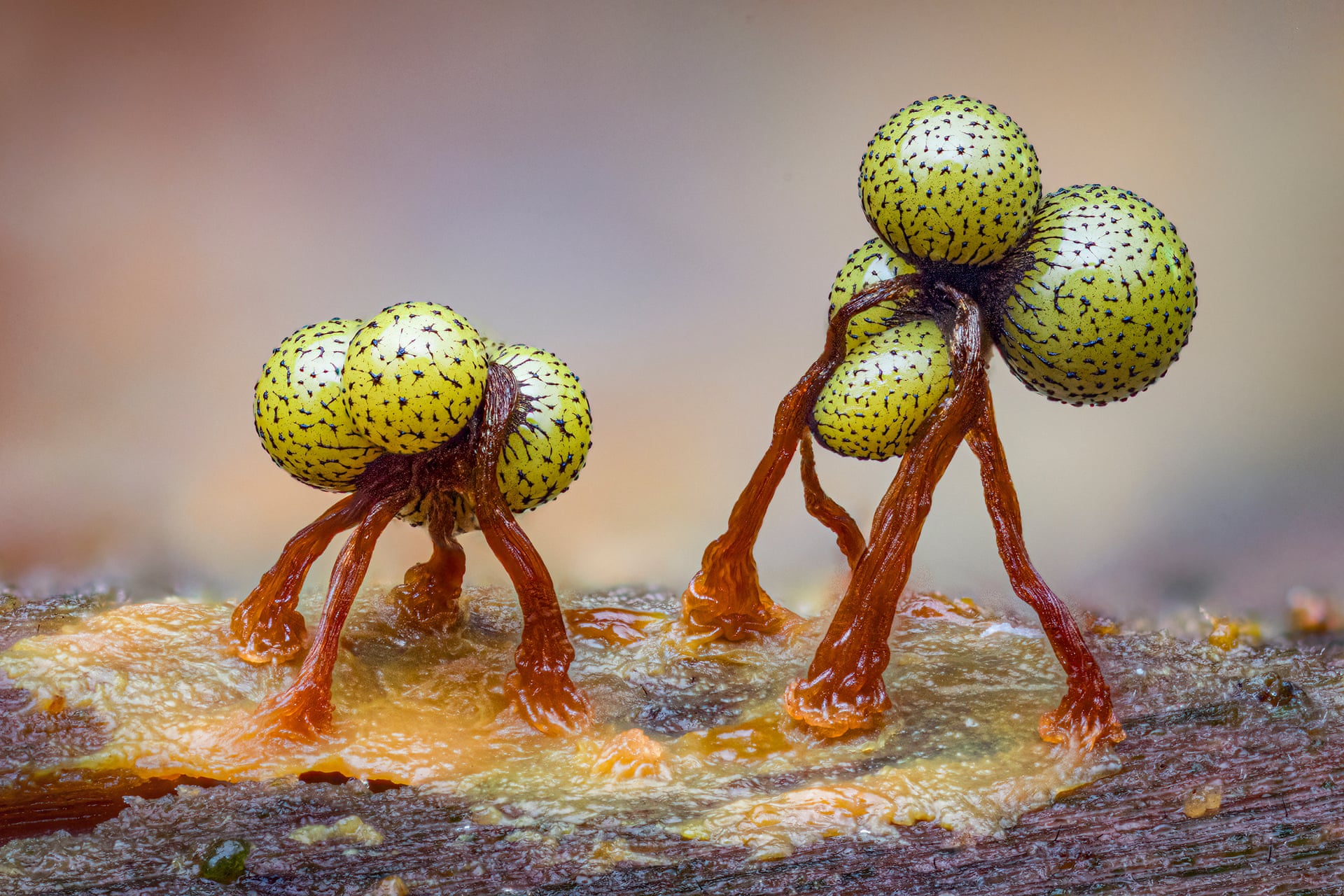 Two alien-looking slime mold forms made of speckled green spheres on orange stalks, on a wet log.