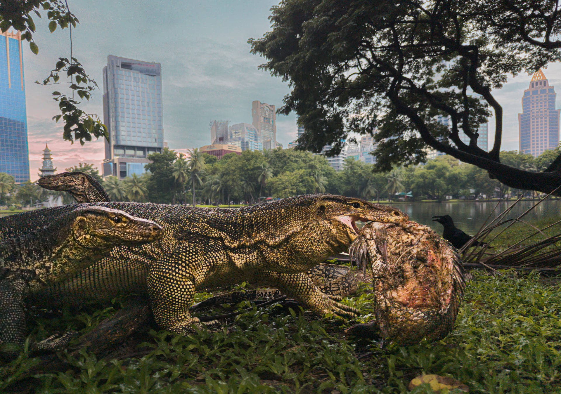 Common water monitors with a fish in one's mouth, with Bangkok's city skyline behind.